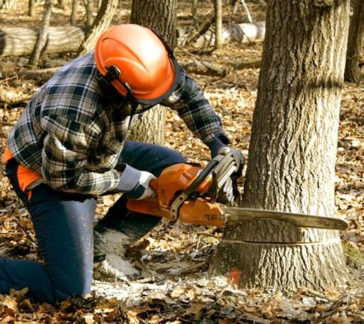 Tree Removal in Thayne, WY